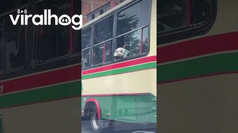 Stylish Bus Passenger || ViralHog