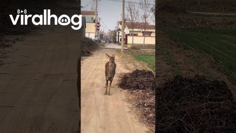 Adorable Small Deer Hops Excitedly in Henan, China || ViralHog