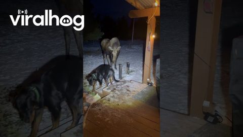 Tense Moment When Dog Stands Face-to-Face With a Wild Moose || ViralHog