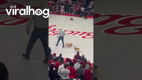 Adorable Corgi Race || ViralHog
