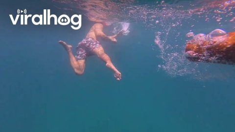 Swimming With a Whale Shark || ViralHog