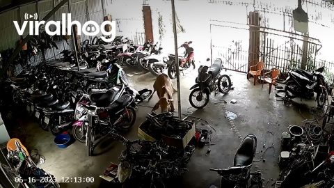 Runaway Cow Creates Chaos in Motorcycle Shop || ViralHog