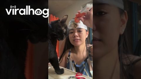 Tasty Trick to Distract Cat While Trimming Nails || ViralHog