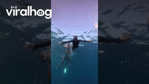 Moalboal Sardine Run in Cebu, Philippines || ViralHog