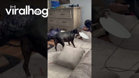 Wiggly Puppy Brings A Plate To Share Chinese Food || ViralHog