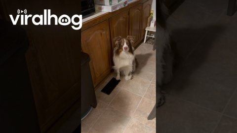 Australian Shepherd's Best Marilyn Monroe Impression || ViralHog