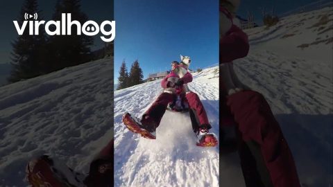 That’s a Real Sled Dog || ViralHog