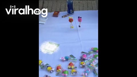 Man Demonstrates Toys That Understands and Obeys Spoken Words || ViralHog