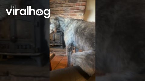 Irish Wolfhound Takes A Seat || ViralHog