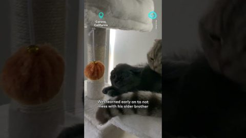 Kitten Learns Quickly To Leave Brother's Tail Alone || ViralHog Shorts