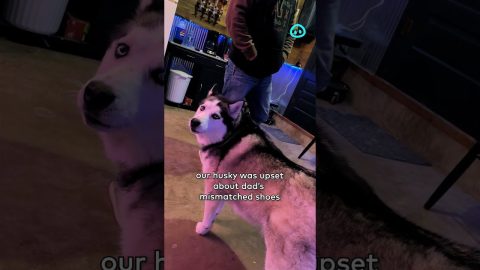 Husky Upset At Owner's Mismatched Shoes || ViralHog Shorts