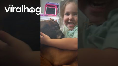 Young Daughter Loves On Boxer Dog || ViralHog