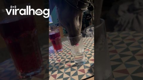 Whippet Prefers to Drink Water From the Glass || ViralHog