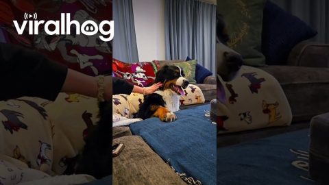 Bernese Puppy Snarls With Pets || ViralHog