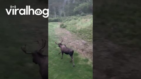 Goofy Alaskan Bull! || ViralHog