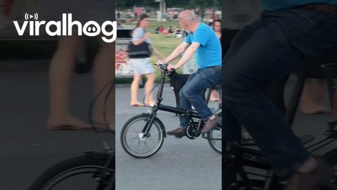 Skater Dog's Smooth Ride || ViralHog