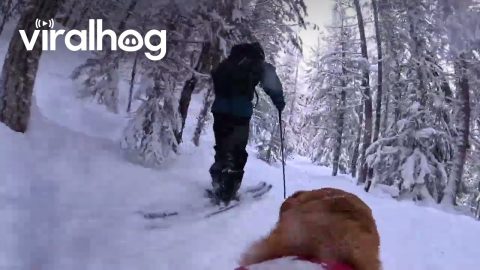 Skiing With My Dog via His POV || ViralHog
