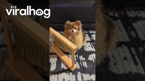 Pomeranian Plays Peaceful Chimes || ViralHog