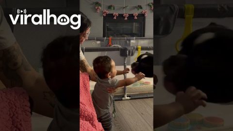 Baby Giggles At Dog's Playful Antics || ViralHog