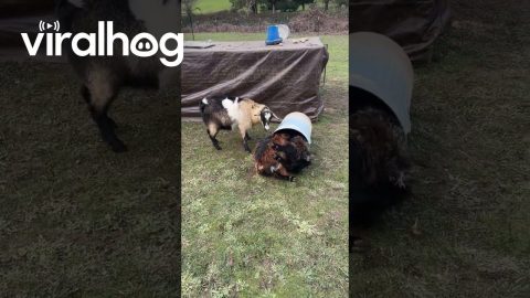 Goats Stuck in a Trash Can || ViralHog
