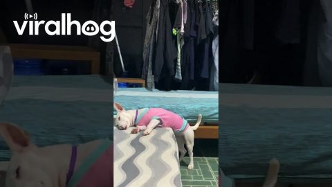 The Sleepiest Pooch || ViralHog