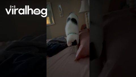 Meowyoncé Makes Rhythmic Biscuits || ViralHog