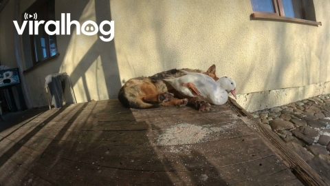 German Shepherd and Duck Rest Together in the Sun || ViralHog