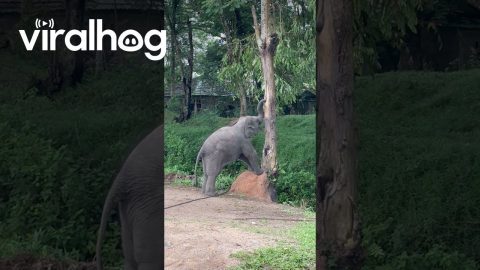 Curious Baby Elephant Checks Out Termite Nest on Tree || ViralHog