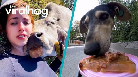 Cute & Funny Animal Videos 🐶😂 | Try Not To Laugh Compilation