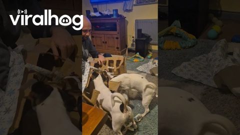 Daisy and Dobby's Boxing Day Tradition || ViralHog