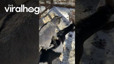 Baby Goat Riding on His Mother's Back || ViralHog