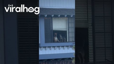 Dogs Watch Owners Leave From The Window || ViralHog