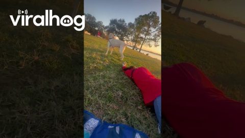 Dog's Sudden Leash Tug Spills Coffee || ViralHog