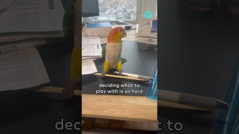 Parrot Can't Decide What To Play With || ViralHog Shorts