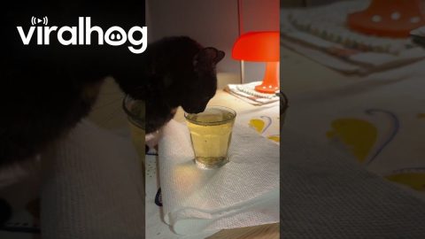 Cat Spills Catnip Tea || ViralHog