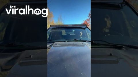Doggy Driver Pulled Over || ViralHog