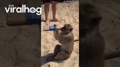 Macaque Drinks All of Tourist's Cola || ViralHog