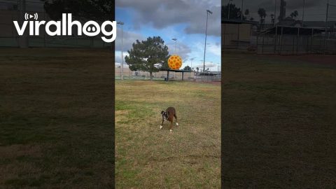 Boxer Dog Bops Ball With Nose || ViralHog