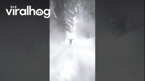 Snow Rains Down From Treetops After Kick || ViralHog