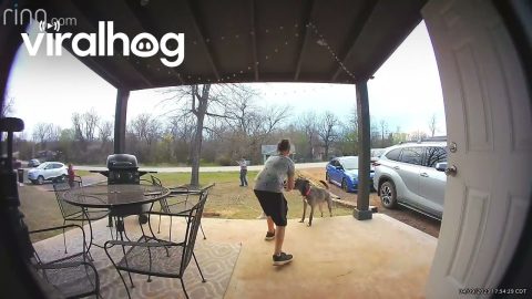 Dog Zoomies Topple Girl || ViralHog