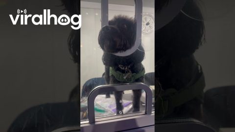 Puppy Ticket Vendor || ViralHog