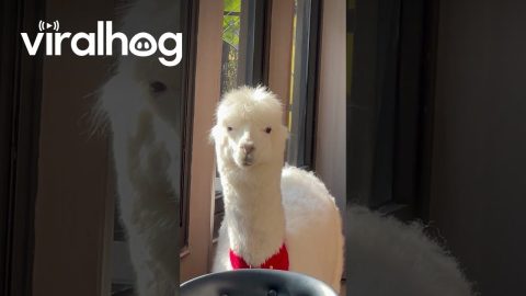 Alpaca at the Bistro || ViralHog