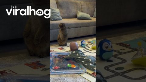 Cat Stands Up Like a Meerkat After Baby’s Yell || ViralHog