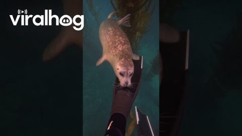 Unexpected Visitor Below the Surface || ViralHog