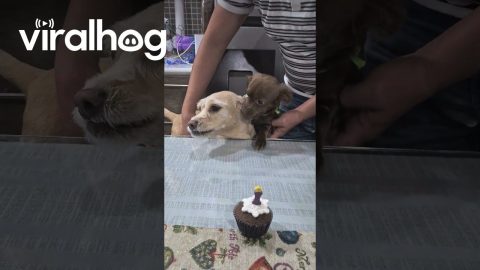 The Dog Does Not Want to Share the Cake || ViralHog