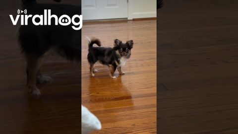 Tiny Chihuahua Has Zero Coping Skills Away From Mom || ViralHog
