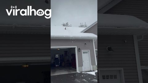 Duck Slides Down Snowy Roof || ViralHog