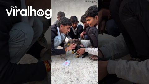 Indian Puppies Get Married || ViralHog