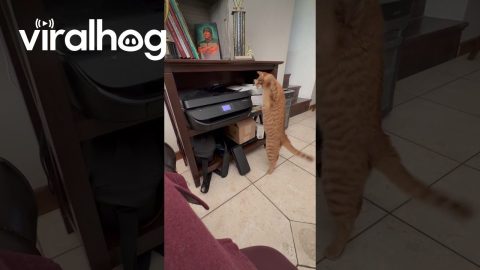 Printer Catches Orange Cat's Paws || ViralHog