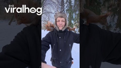 Red Squirrels Eat on Friendly Man's Shoulders || ViralHog